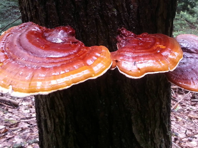 ارتباط اوتیسم و قارچ گانودرما 11 تاثیر قارچ گانودرما بر اوتیسم